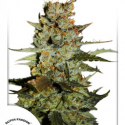 Auto Blueberry Feminised Cannabis Seeds | Dutch Passion 