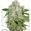 Auto Brooklyn Sunrise Feminised Cannabis Seeds | Dutch Passion Auto Brooklyn Sunrise Feminised Cannabis Seeds | Dutch Passion