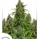 Auto Mazar Feminised Cannabis Seeds | Dutch Passion