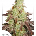 Auto Night Queen Feminised Cannabis Seeds | Dutch Passion 