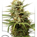Auto White Widow Feminised Cannabis Seeds | Dutch Passion 