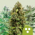 Automatic Mix Feminised Cannabis Seeds | Royal Queen Seeds.