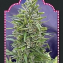 Auto Mix Feminised Cannabis Seeds| OO Seeds