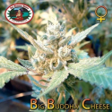 Cheese Feminised | Big Buddha Seeds Cheese Feminised | Big Buddha Seeds