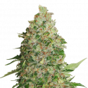  BCN Critical XXL Feminised | Seed Stockers