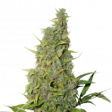 BCN Power Plant  Feminised Cannabis Seeds | Seed Stockers