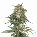BCN Critical XXL Fast Feminised Cannabis Seeds | Seed Stockers