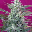 Big Foot Feminised Cannabis Seeds | Sweet Seeds Big Foot Feminised Cannabis Seeds | Sweet Seeds