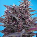 Black Cream Auto Feminised Cannabis Seeds | Sweet Seeds. Black Cream Auto Feminised Cannabis Seeds | Sweet Seeds.