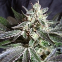 Black Jack Fast V Feminised Cannabis Seeds | Sweet Seeds