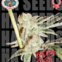 Badazz Cheese Feminised Cannabis Seeds | Big Buddha Seeds Badazz Cheese Feminised Cannabis Seeds | Big Buddha Seeds