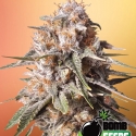 Baked Bomb Auto Feminised Cannabis Seeds | Bomb Seeds