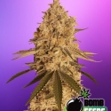 Baked Bomb Feminised Cannabis Seeds | Bomb Seeds Baked Bomb Feminised Cannabis Seeds | Bomb Seeds