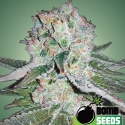 Banana Bomb Feminised Cannabis Seeds | Bomb Seeds
