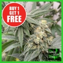 Banana Glue Feminised Cannabis Seeds - Cannabis Seeds Store Banana Glue Feminised Cannabis Seeds - Cannabis Seeds Store