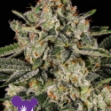 Banana MAC Feminised Cannabis Seeds - Anesia Seeds Banana MAC Feminised Cannabis Seeds - Anesia Seeds