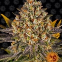 Banana Punch Feminised Cannabis Seeds | Barney's Farm Banana Punch Feminised Cannabis Seeds | Barney's Farm