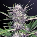 Banana Purple Punch Auto Feminised Cannabis Seeds | Fast Buds. Banana Purple Punch Auto Feminised Cannabis Seeds | Fast Buds.