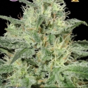 Critical Feminised Cannabis Seeds | Kera Seeds Critical Feminised Cannabis Seeds | Kera Seeds