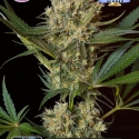 NLX Special Feminised Cannabis Seeds | Kera Seeds NLX Special Feminised Cannabis Seeds | Kera Seeds