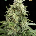 Amnesia Auto Feminsed Cannabis Seeds | Kera Seeds 