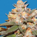 Big Bomb Auto Feminised Cannabis Seeds | Bomb Seeds Big Bomb Auto Feminised Cannabis Seeds | Bomb Seeds