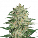 Big Bud Feminised Cannabis Seeds | Seed Stockers