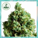 Big Bud Auto Feminised Cannabis Seeds - Double Seeds