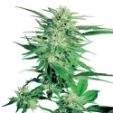 Big Bud Auto Feminised Cannabis Seeds | Sensi Seeds 