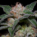 Banana Punch Feminised Cannabis Seeds | Big Head Seeds 
