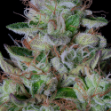 DosGelato Feminised Cannabis Seeds | Big Head Seeds
