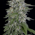 Skywalka Cookies Feminised Cannabis Seeds | Big Head Seeds