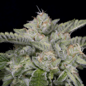 Skywalka Ghost Kush Feminised Cannabis Seeds | Big Head Seeds