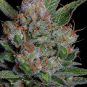 Sour Diesel Feminised Cannabis Seeds | Big Head Seeds