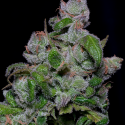 Bighead Blueberry Crystal Gelato Feminised Cannabis Seeds | Big Head Seeds Bighead Blueberry Crystal Gelato Feminised Cannabis Seeds | Big Head Seeds