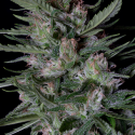 Dogstar Dawg Feminised Cannabis Seeds | Big Head Seeds Dogstar Dawg Feminised Cannabis Seeds | Big Head Seeds
