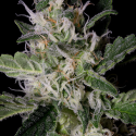 Platinum Cookies Feminised Cannabis Seeds | Big Head Seeds Platinum Cookies Feminised Cannabis Seeds | Big Head Seeds
