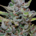 White Fire OG Kush Feminised Cannabis Seeds | Big Head Seeds White Fire OG Kush Feminised Cannabis Seeds | Big Head Seeds