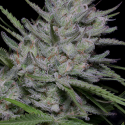 Bighead Superfast Auto Feminised Cannabis Seeds | Big Head Seeds 