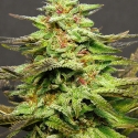 Julie's Cookies Auto Feminised Cannabis Seeds | Big Head Seeds Julie's Cookies Auto Feminised Cannabis Seeds | Big Head Seeds
