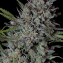 Crystal Runtz Feminised Cannabis Seeds | Big Head Seeds
