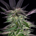 Grandaddy Purple Feminised Cannabis Seeds | Big Head Seeds 