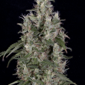 Grandaddy Banner Feminised Cannabis Seeds | Big Head Seeds