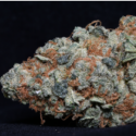 Cookie Dawg Feminised Cannabis Seeds | Big Head Seeds