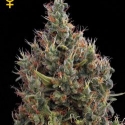 Big Bang Auto Feminised Cannabis Seeds | Green House Seeds. Big Bang Auto Feminised Cannabis Seeds | Green House Seeds.