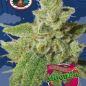 Cherry Moon Pie Feminised Cannabis Seeds | Big Buddha Seeds 