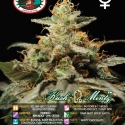 Kush Mintz Feminised Cannabis Seeds | Big Buddha Seeds 