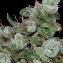 Chemdawg #4 Feminised Cannabis Seeds | Big Head Seeds Chemdawg #4 Feminised Cannabis Seeds | Big Head Seeds