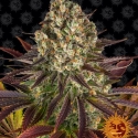Biscotti Feminised Cannabis Seeds | Barney's Farm.