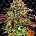 Biscotti Mintz Feminised Cannabis Seeds | Barney's Farm 